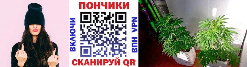 где найти   Орлов  Марихуана SATIVA & INDICA 